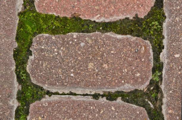 Green moss (Bryophyta) growing between garden paver cement bricks with copy space. Directly above closeup abstract image with detailed textures.
