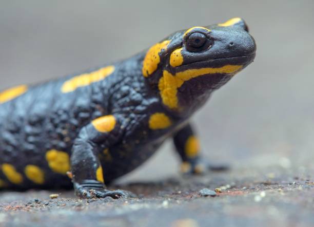 istock the fire salamander, in latin salamandra salamandra 2074327302