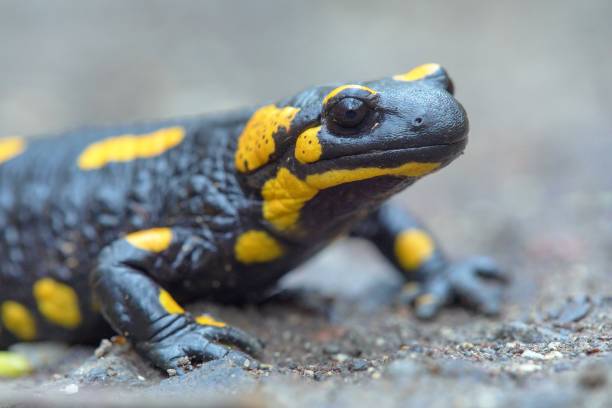 istock the fire salamander, in latin salamandra salamandra 2074329094