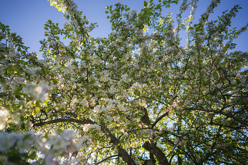 closeup blossoming apple tree with pink flowers in a garden, shallow focus