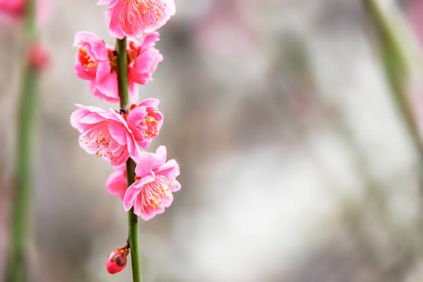 Beautiful pink plum flower blossom in springtime with blue sky background.