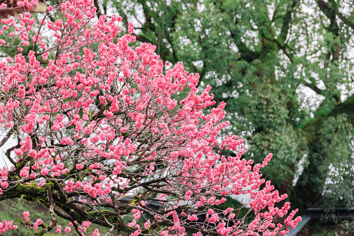 Brightly colored plum blossoms in full bloom