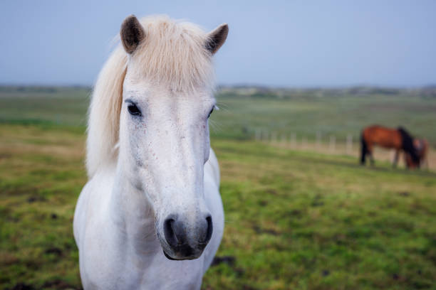 cavallo islandese e la sua mandria nel campo, sullo sfondo - livestock horse bay animal foto e immagini stock