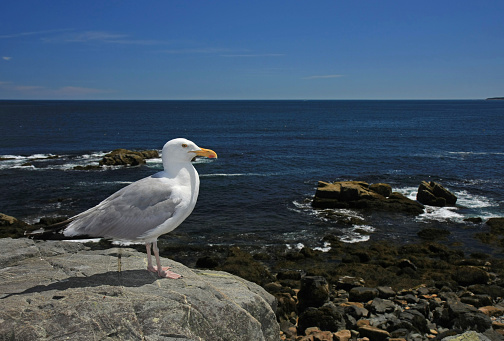 Very cooperative Seagull on the rocks of Acadia National Park, Maine, with ocean and sky in background.