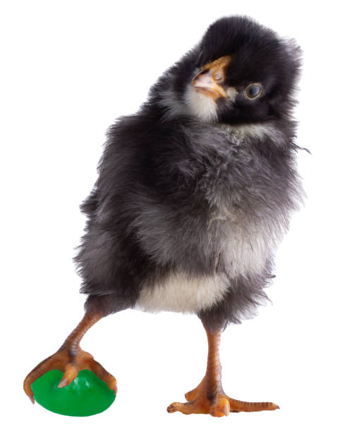 Black and white Dominique chicken chick still clutching the green jelly bean is has stolen from an Easter basket isolated in a studio photo.