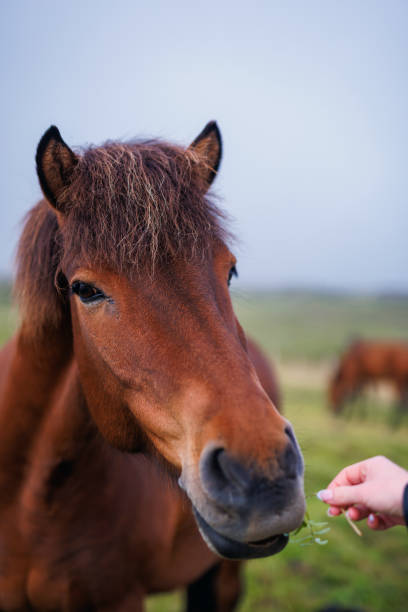 icelandic horse and his herd in the field, in the background - livestock horse bay animal foto e immagini stock