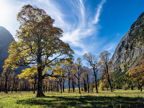 Autumn view of the maple trees at Ahornboden, Karwendel mountains, Tyrol, Austria