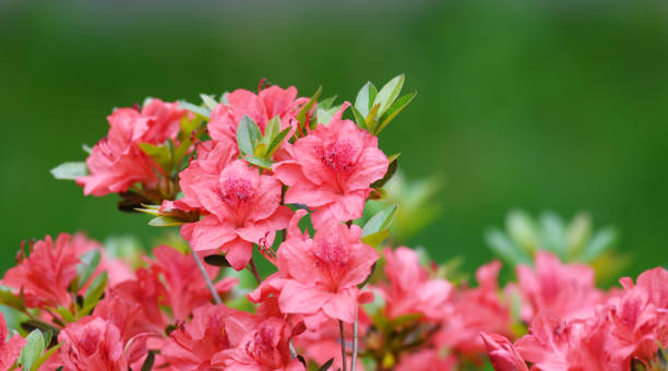 close up on blooming purple rhododendron in spring