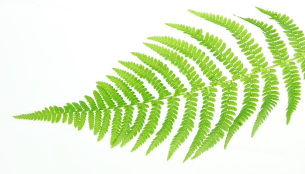 istock green fern leaf isolated on white background 2074367305