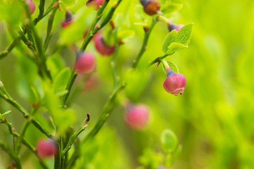 Closeup of pinkish European blueberry flowers in a forest in Salla National Park, Northern Finland