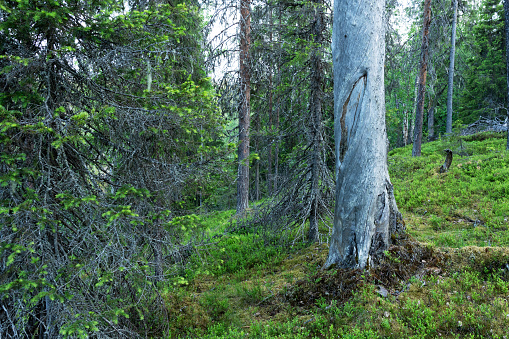 An old-growth forest with a large standing dead Pine tree on a summer night in Salla National Park, Northern Finland