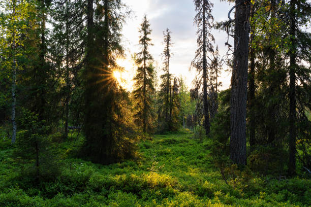 istock A beautiful sunset with sunrays in a lush, summertime taiga forest in Salla National Park 2074380942