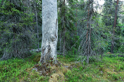 An old-growth forest with a large standing dead Pine tree on a summer night in Salla National Park, Northern Finland