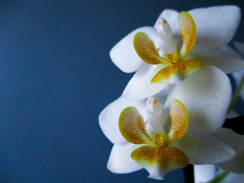 White and yellow orchid blossoms against a blue background