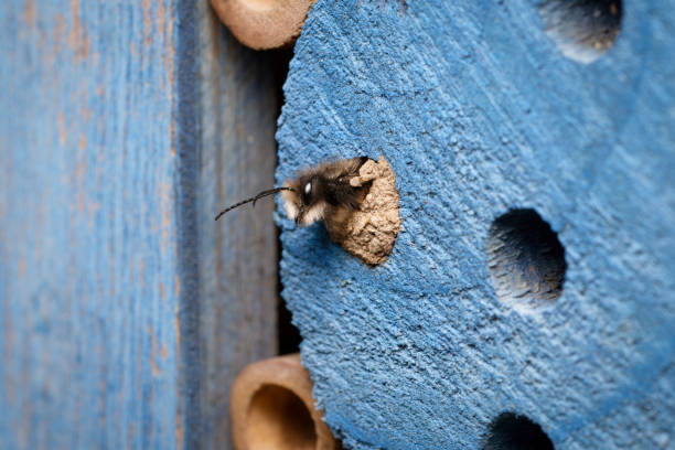 istock mason bee hatches from a cavity in an insect hotel 2074417591