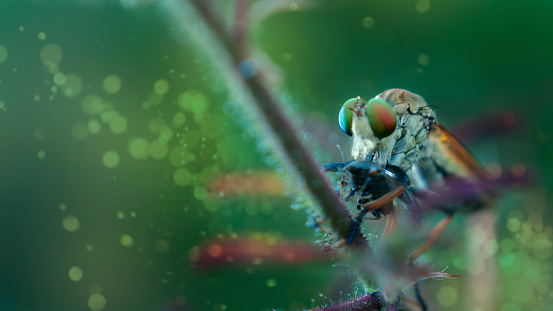 The robber fly or Asilidae was eating its prey on the branch of a grumble in blurry green background