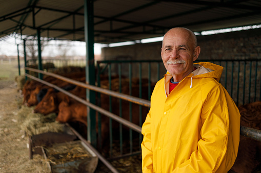 A portrait of a mature rancher wearing a yellow raincoat, with a serene expression on his face, standing in an open cattle barn with cows visible in the soft-focus background.