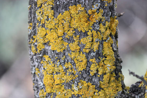 lichene arancione comune (xanthoria parietina) su corteccia d'albero da vicino. - tronco dalbero foto e immagini stock