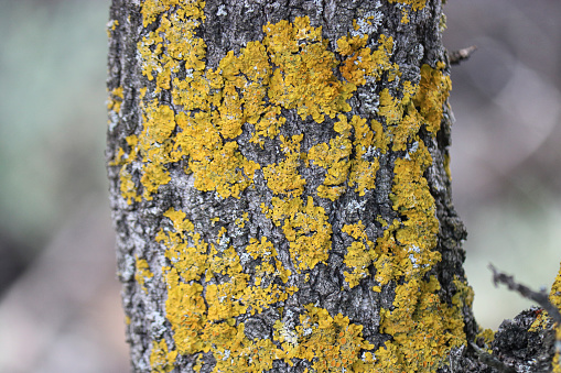 Common orange lichen (Xanthoria parietina) on tree bark close-up.