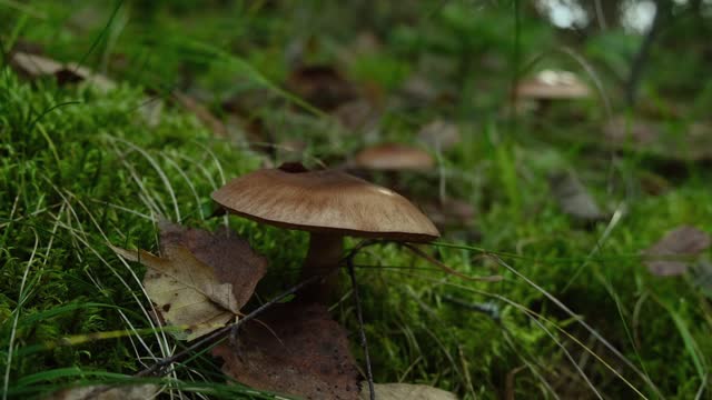 Brown mushroom hidden in grass in forest. Harvesting mushrooms covered with leaves. Picking poisonous or edible fungi in wood, tranquil nature scene, close up view