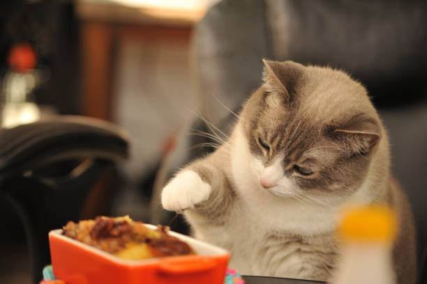 snowshoe cat and food