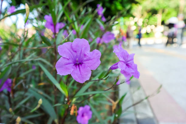 Ruellia tuberosa or minnieroot (Bunga Kencana Ungu), a beautiful wild flower blooms beside the road