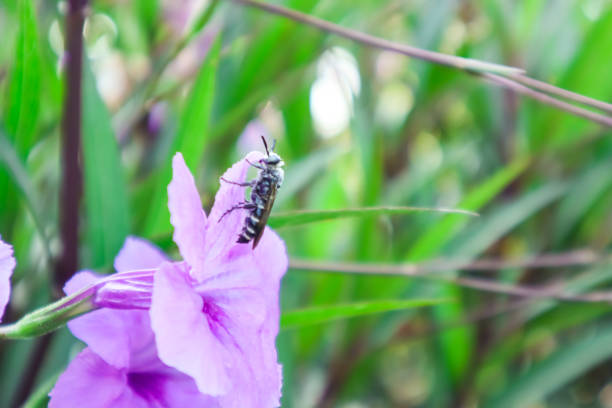 Ruellia tuberosa or minnieroot (Bunga Kencana Ungu), a beautiful wild flower blooms beside the road