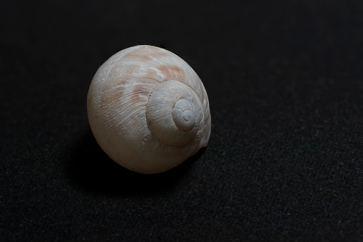 Close up of a snail shell showing fine details with black background.