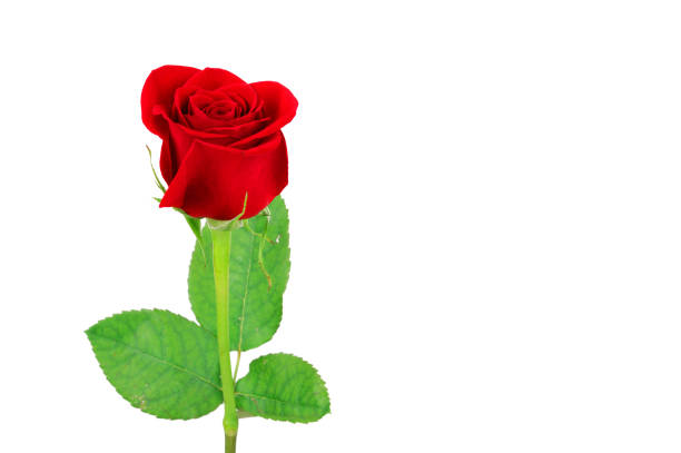 Beautiful red rose in the garden.Stock photo