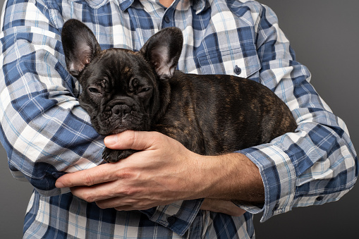 A young female puppy of a French Bulldog peacefully asleep in the hands of a person, highlighting the concept of caring for and raising animals. Close-up view.