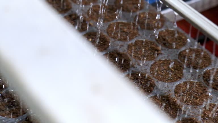 Seedling trays moving on conveyor as it gets irrigated by drip water