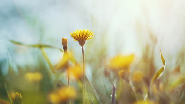 Springtime meadow. Beautiful meadow with fresh grass and yellow flowers in nature, shallow depth of field