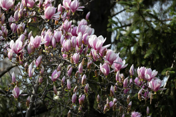 istock magnolia on a blurred background of green vegetation 2074508526