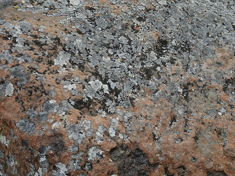 multicolored lichen on stones, natural background, copy space. High quality photo