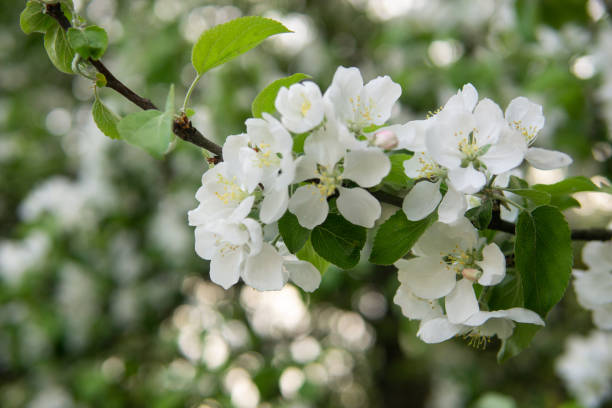 blooming apple tree branches with white flowers close-up. - photography branch tree day imagens e fotografias de stock