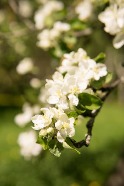 blooming apple tree branches with white flowers close-up. - photography branch tree day - fotografias e filmes do acervo