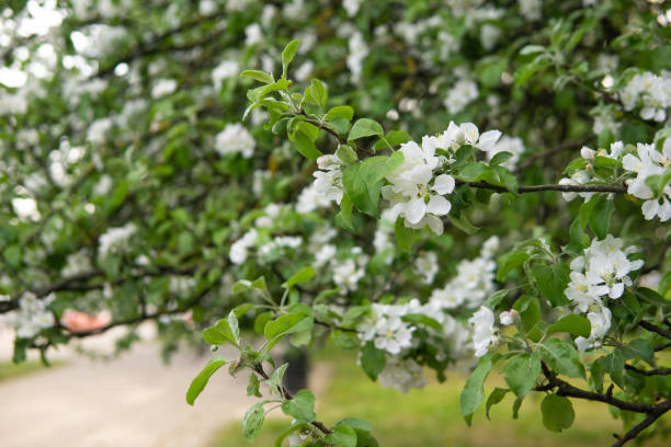 blooming apple tree branches with white flowers close-up. - photography branch tree day imagens e fotografias de stock