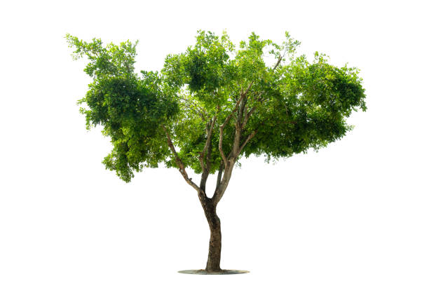 istock Trees isolated on white background, tropical trees isolated used for design, advertising and architecture 2074569336