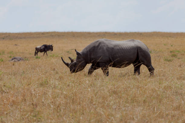 Maasai Mara National Reserve, Narok, Kenya