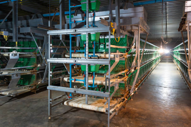 istock Automatic feeding and water in pullets farm.  Poultry Farm Cages. 2074622008