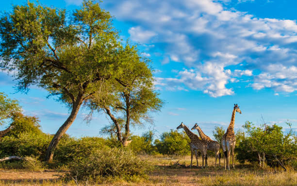 giraffe in the bush of kruger national park south africa - kruger national park sunrise south africa africa stock-fotos und bilder