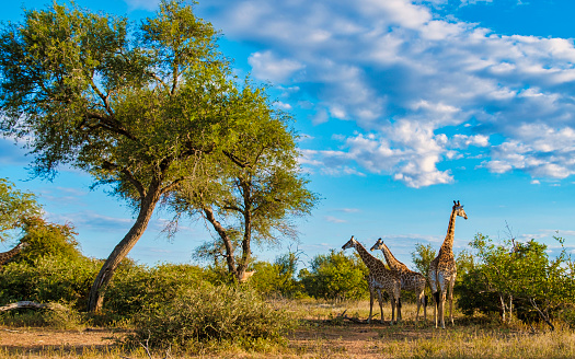 Three Rothschild's giraffes (Giraffa camelopardalis rothschildi)  in Murchison Falls National Park, Uganda. This subspecies is one of the most endangered distinct populations of giraffe, with only 1669 individuals estimated in the wild in 2016 Murchison Falls National Park is in north-western Uganda, spreading inland from the shores of Lake Albert, around the Victoria Nile, up to the Karuma Falls