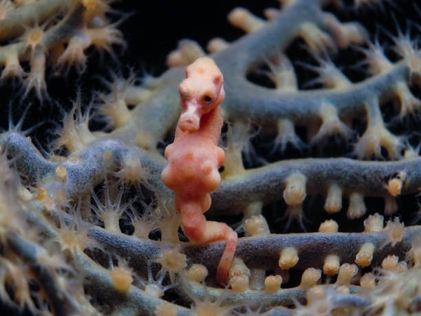 Hippocampus Denise