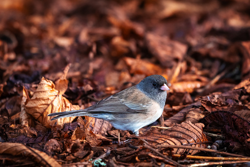 A Dark-eyed Junco standing on the leafy ground in the forest.