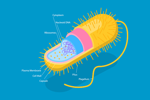 3D Isometric Flat Vector Conceptual Illustration of Archaebacteria, Anatomical Bacteria Structure