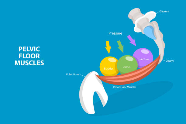 3D Isometric Flat Vector Conceptual Illustration of Pelvic Floor Muscles 3D Isometric Flat Vector Conceptual Illustration of Pelvic Floor Muscles, Educational Diagram diagram of female reproductive system drawings stock illustrations