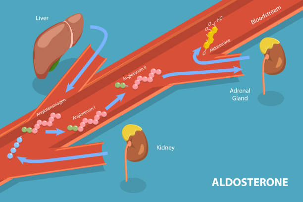 3d-isometrische flache vektor-konzeptillustration der freisetzung von aldosteron-mineralokortikoid-steroidhormon - human lung alveolus respiratory system blood stock-grafiken, -clipart, -cartoons und -symbole