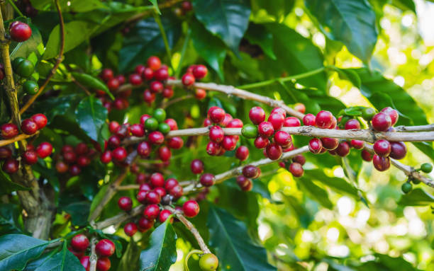 istock Fresh coffee beans are on the trees at the farm ready for harves 2074735631