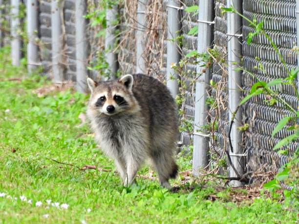 istock Raccoon (Procyon lotor) - walking on the grass 2074735655