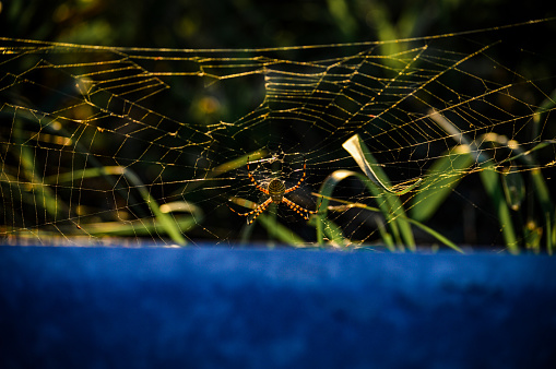 Spider in his web